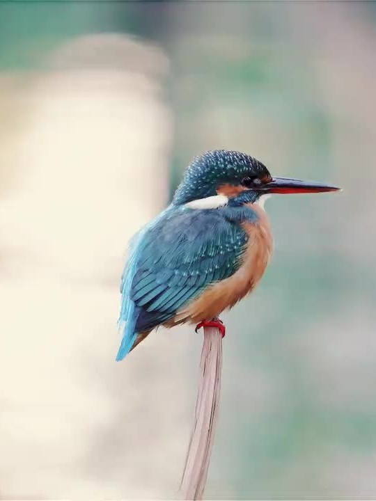 Kingfisher in portrait format on a branch