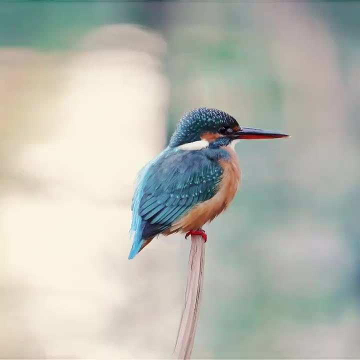 Ein Eisvogel sitzt auf einem Ast am Wasser