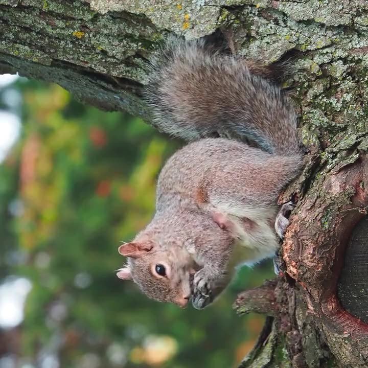Squirrel on a branch, image lying on its side