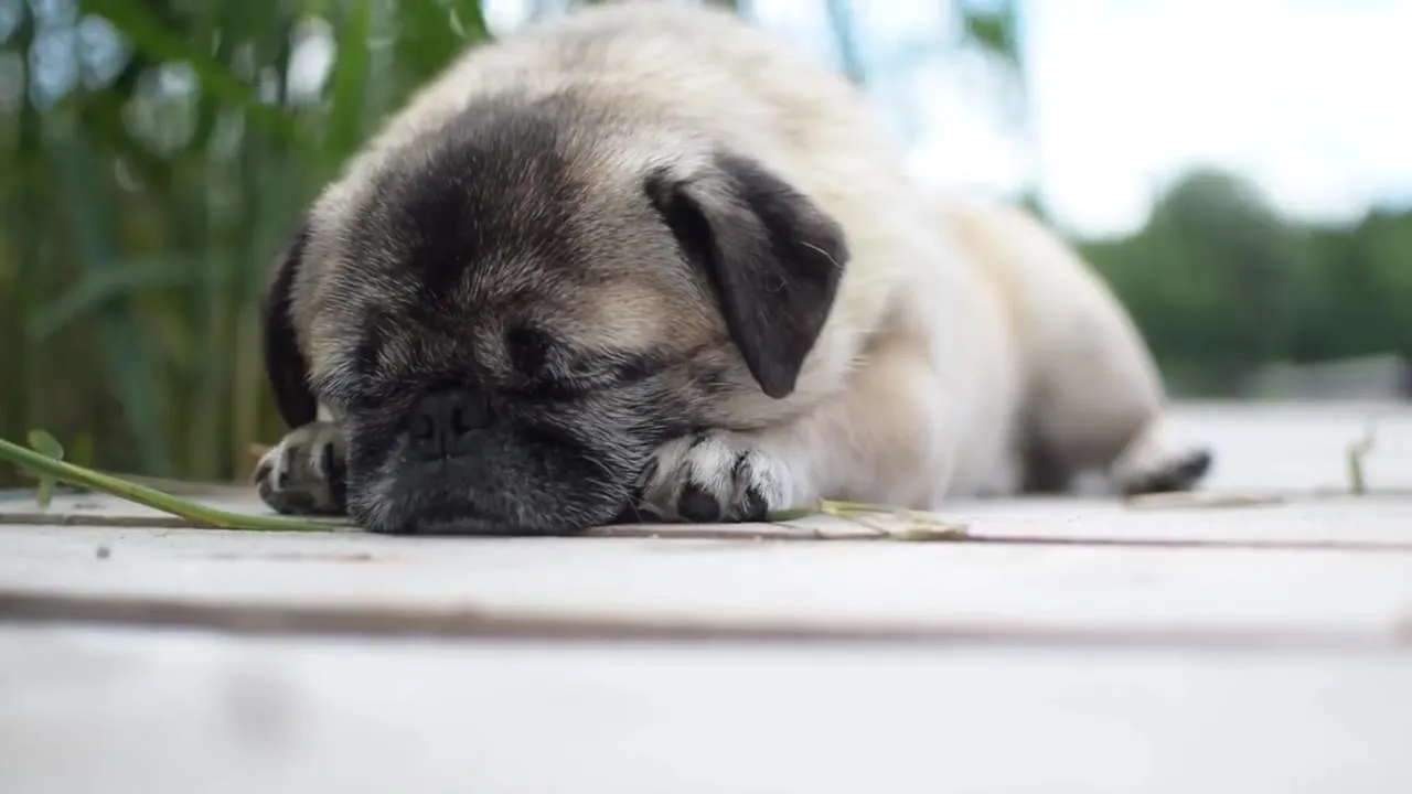 A pug sleeping peacefully on a wooden jetty