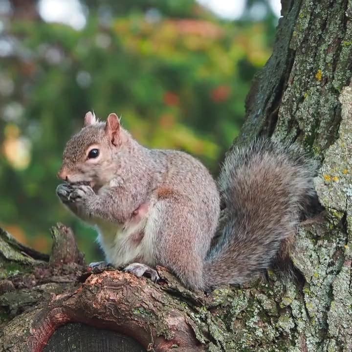Squirrel on a branch, upright